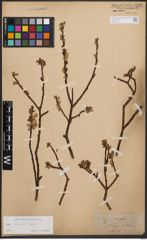 Salix bicolor Ehrh. ex Willd.